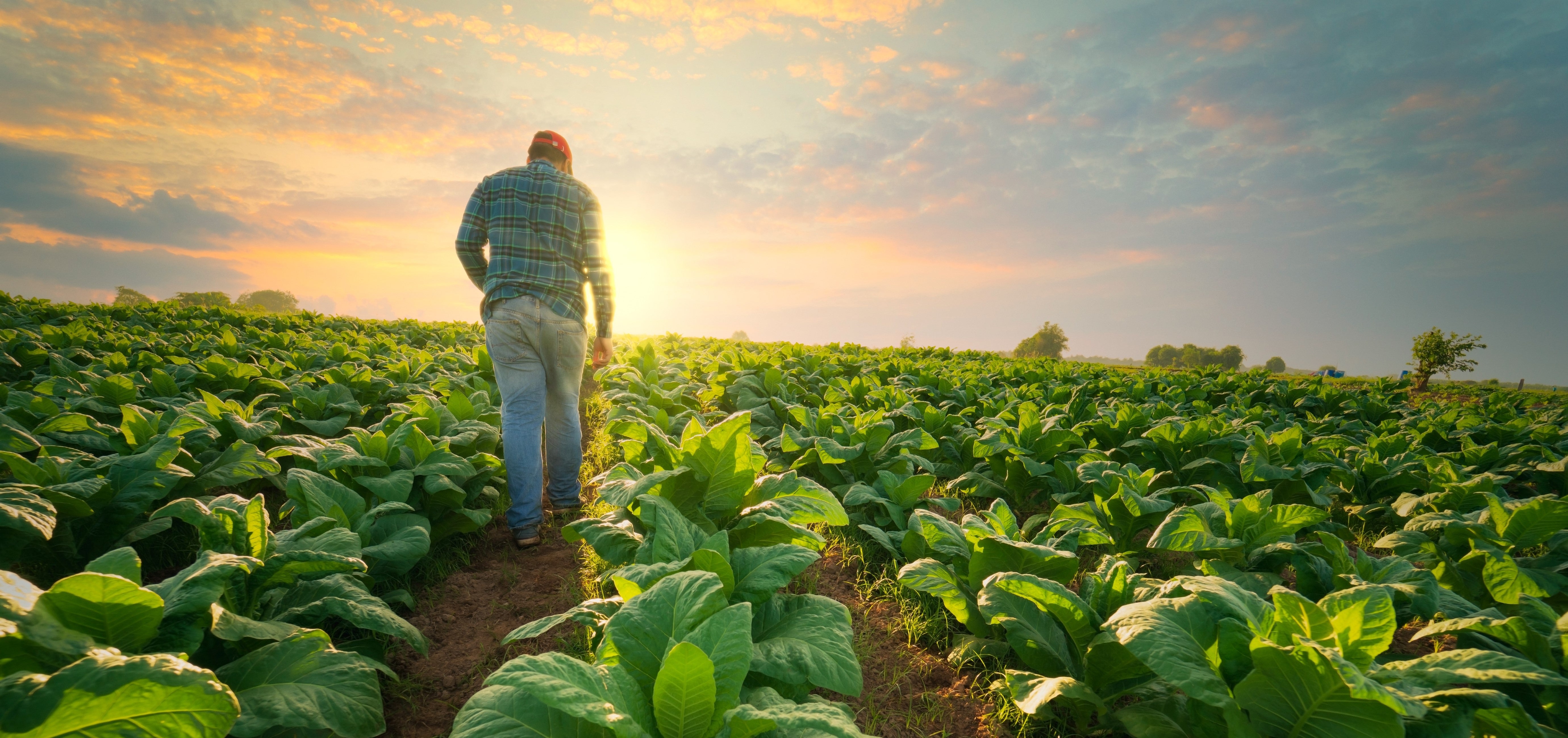 Celebrating National Organic Month: What It Means for You and the Planet